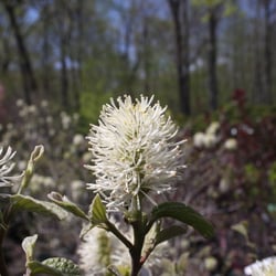 Hickory Hollow Nursery and Garden Center