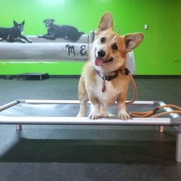 Alfie is a very happy boy at Downtown Dogs Chicago!! Alfie is a very happy boy at Downtown Dogs Chicago!!