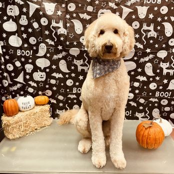 Well Groomed Pets - Pet Groomers Near Me - Las Vegas, Nevada