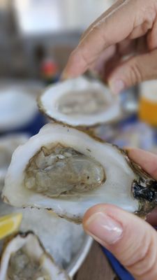 Cafe Blue at Hill Country Galleria by null