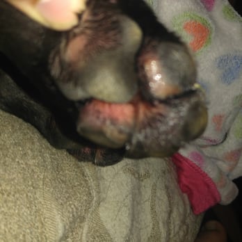 Meridian Kennels - Pet Sitting Near Me - Chico, California