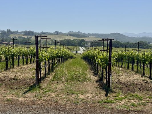 Silver Oak Alexander Valley by null