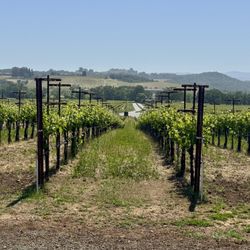 Silver Oak - Healdsburg - Some views around the winery.