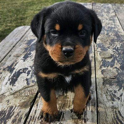 降谷・KJ着　ROTTWEILER WOLFPACK Coaches M DK Rottweiler, Avoca, MI 48006, US - MapQuest