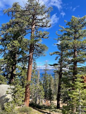 D. L. Bliss State Park by null