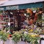 Photo of Helianthe Fleurs