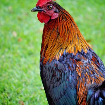 Medical Center For Birds - Medical Center for Birds Cares for Chickens too! - Veterinarians Near Me - Oakley, California Medical Center For Birds - Medical Center for Birds Cares for Chickens too! - Veterinarians Near Me - Oakley, California
