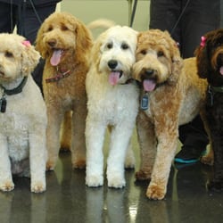 Friendly Grove Resort & Spa for Dogs