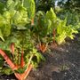 Photo of Rooted Outdoor Living