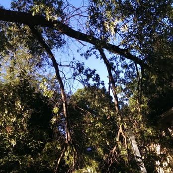A-Alpha Tree Company - Tree Services Near Me A-Alpha Tree Company - Tree Services Near Me