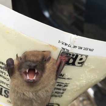 Niles Wildlife Pest Control - Unwanted guest in house - Pest Control Near Me - Dowagiac, Michigan Niles Wildlife Pest Control - Unwanted guest in house - Pest Control Near Me - Dowagiac, Michigan
