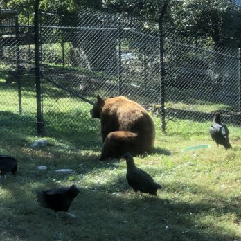ZooAmerica - Brown bear - Zoos Near Me - Hershey, Pennsylvania