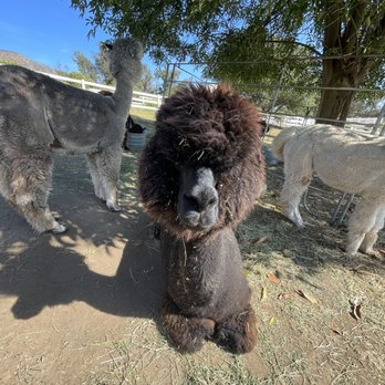 Canzelle Alpacas - Farms Near Me - Carpinteria, California Canzelle Alpacas - Farms Near Me - Carpinteria, California