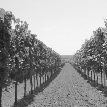 Divine Wine Tours - Wine Tours Near Me - Napa, California Divine Wine Tours - Wine Tours Near Me - Napa, California
