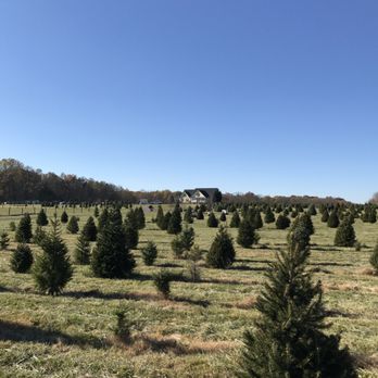 Bees & Trees Farm - Pick your own or select pre-cut tree farm - Attraction Farms Near Me - Elkwood, Virginia