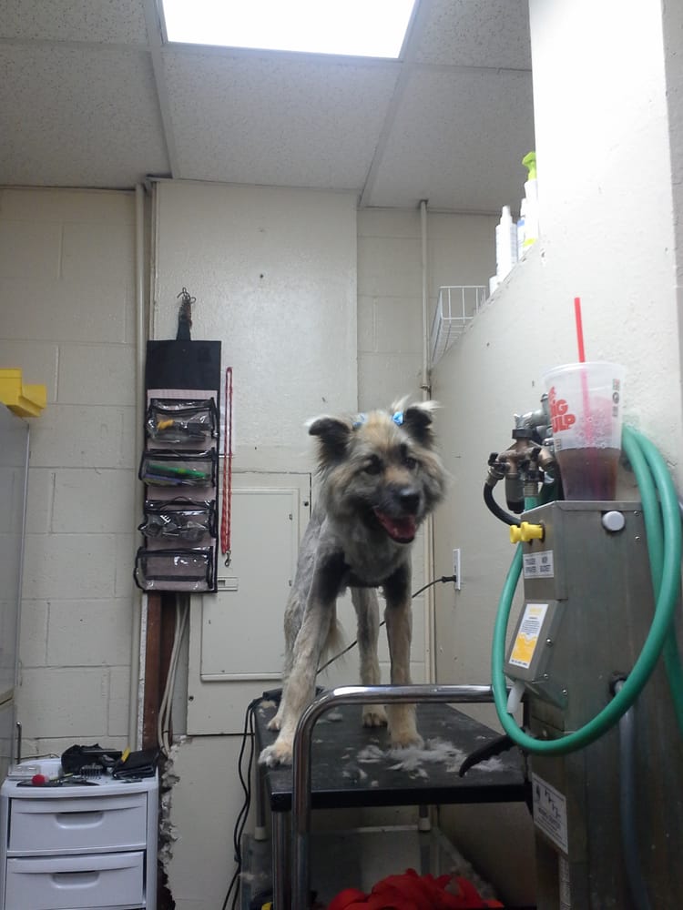 BASTET GROOMING 1682 Greenfield Dr, El Cajon, California Pet