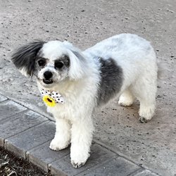 Pet Salon - Beautiful haircut and so soft too!   One happy Morkie Poo!