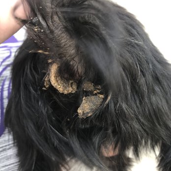 Kickapoo Ranch Pet Resort - Pet Groomers Near Me - Waller, Texas