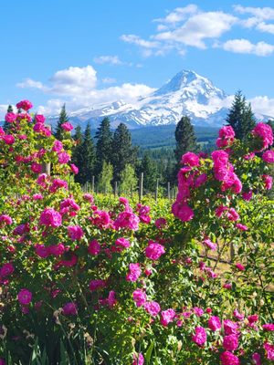 Mt Hood by null