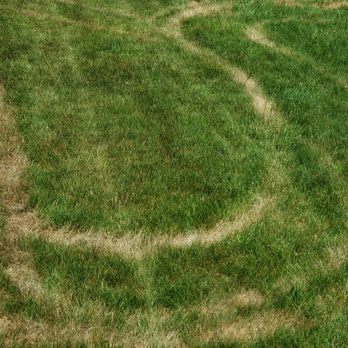 TruGreen Lawn Care - a lawn that has been mowed - Tree Services Near Me - Rochester, New York TruGreen Lawn Care - a lawn that has been mowed - Tree Services Near Me - Rochester, New York