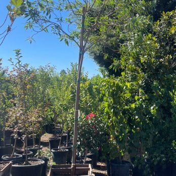 Manalisco Nurseries - Chitalpa - Nurseries & Gardening Near Me - Ontario, California