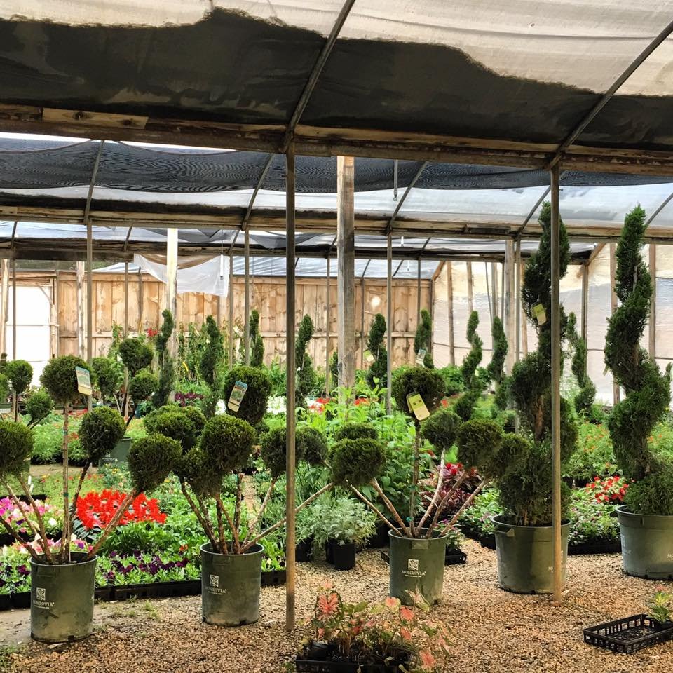 NURSERY DIRECT Updated June 2024 1211 Alcove Ave, Lubbock, Texas