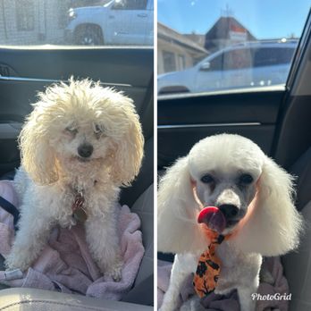 Country Clippers - As usual they did a wonderful job on my baby! Thank you for taking special care of my senior dog! - Pet Groomers Near Me - Lockeford, California Country Clippers - As usual they did a wonderful job on my baby! Thank you for taking special care of my senior dog! - Pet Groomers Near Me - Lockeford, California