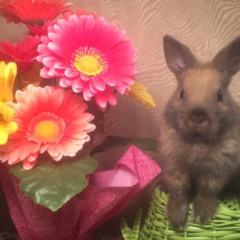 Misty Blue's Bunnies - Pet Sitting Near Me - Concord, North Carolina Misty Blue's Bunnies - Pet Sitting Near Me - Concord, North Carolina