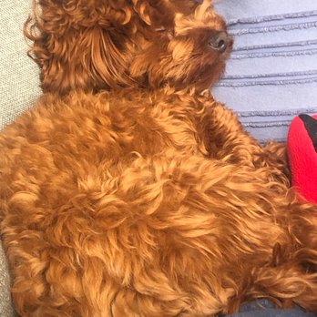 Wrigleyville Veterinary Center - Happy doodle. - Veterinarians Near Me - Chicago, Illinois Wrigleyville Veterinary Center - Happy doodle. - Veterinarians Near Me - Chicago, Illinois