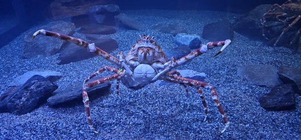 Mystic Aquarium by null