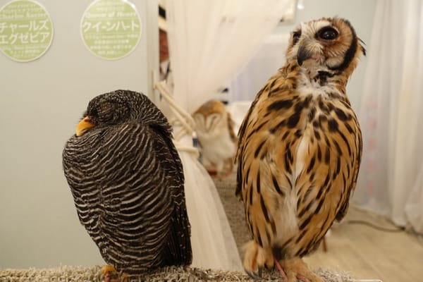 Owl Cafe Tokyo by null