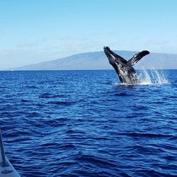 Captain Woody's - 'SURVIVOR' is just the right size for whale watching trips! We've got over 25 years on the West Maui waters... Let's go see some whales!