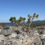 Photo of Big Obsidian Flow
