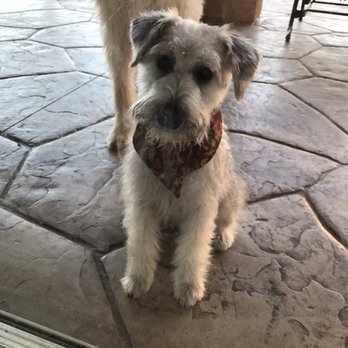 Paw Spa - Pet Groomers Near Me - Hesperia, California Paw Spa - Pet Groomers Near Me - Hesperia, California