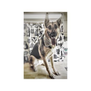 Mr Dog Mobile Grooming - Pet Groomers Near Me Mr Dog Mobile Grooming - Pet Groomers Near Me