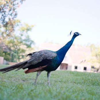 Inn At Middleton Place - Middleton Place has peacocks! - Hotels Near Me - Charleston, South Carolina Inn At Middleton Place - Middleton Place has peacocks! - Hotels Near Me - Charleston, South Carolina