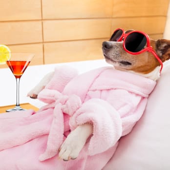 Lauren's Dog Spa - Pet Services Near Me - Colonia, New Jersey Lauren's Dog Spa - Pet Services Near Me - Colonia, New Jersey