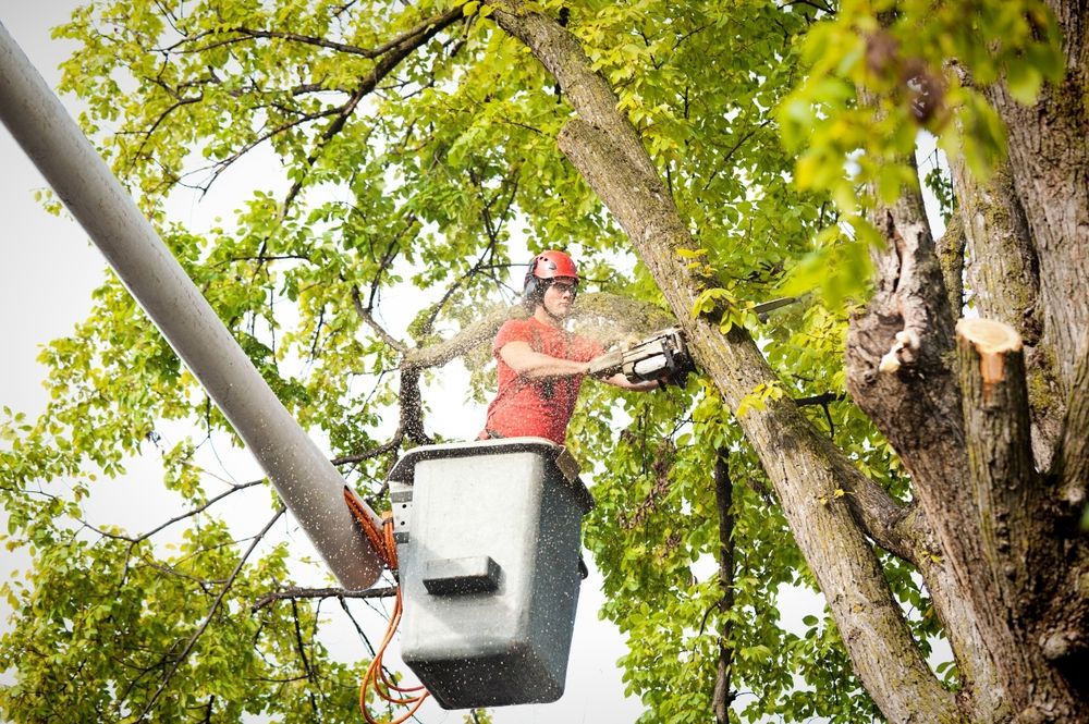 Worcester Tree Service Pros - tree service in Worcester, MA