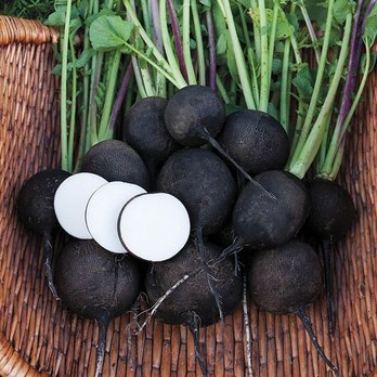 Golden Eagle Farm - Black Nero Tondo Radishes - Farms Near Me - Ramona, California