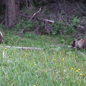 Banff National Park - Grizzly Bear - Parks Near Me - Banff, Alberta Banff National Park - Grizzly Bear - Parks Near Me - Banff, Alberta