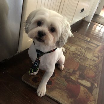 Animal Kingdom - Freshly Groomed Appa! - Pet Groomers Near Me - Colton, California Animal Kingdom - Freshly Groomed Appa! - Pet Groomers Near Me - Colton, California
