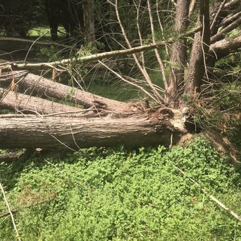 Shy Tree - Pine tree taken down by storm/rain - Tree Services Near Me