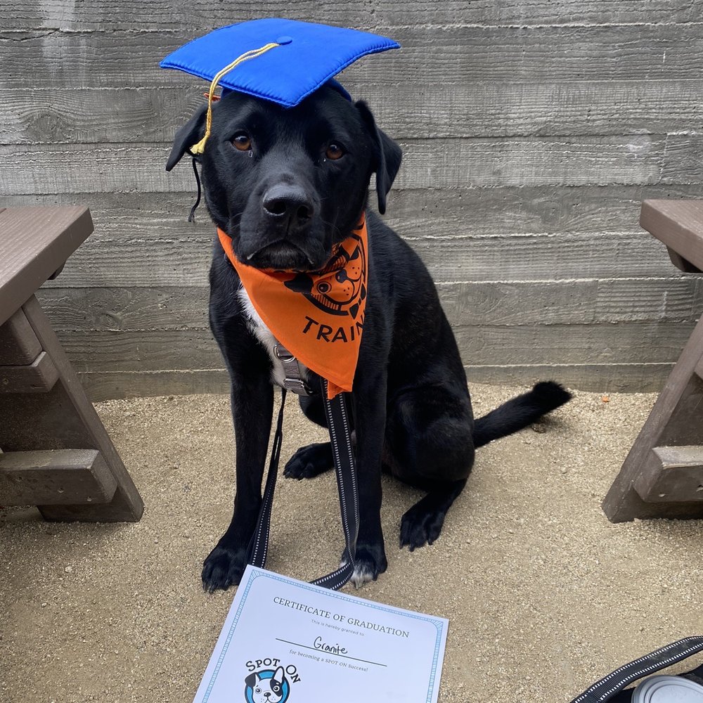 Spot On Training - Granite at his graduation. - Pet Training Near Me - San Diego, California Spot On Training - Granite at his graduation. - Pet Training Near Me - San Diego, California