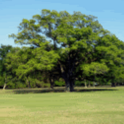 Green Monkey Tree Services - Green Monkey Tree Services Tree Trimming Coral Springs