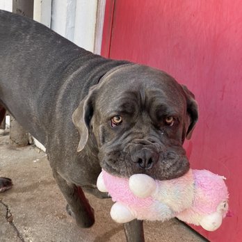 SOCO Pet Lounge - Luna - Pet Sitting Near Me - Austin, Texas