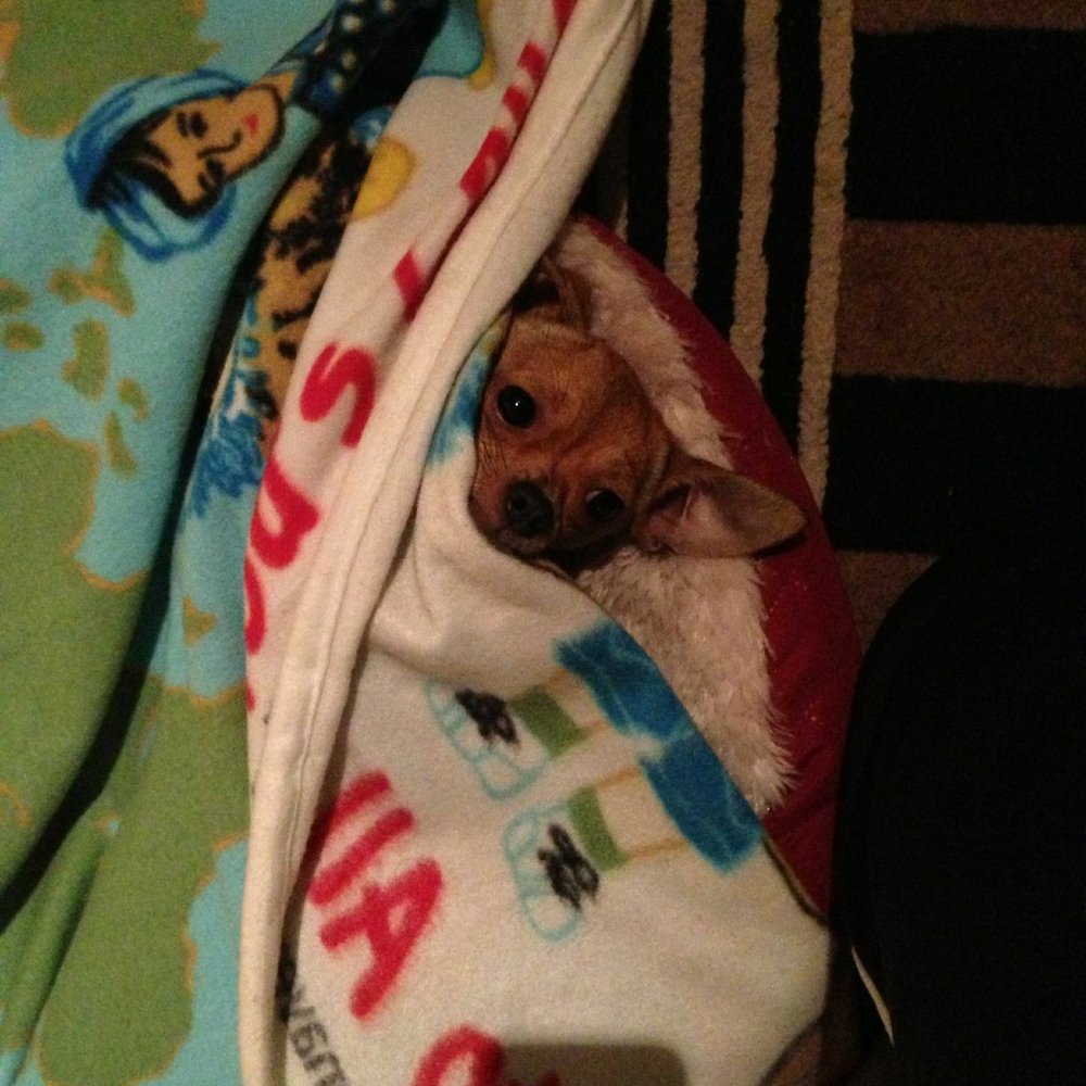 Pets R Us - I think he likes his new bed ;) - Pet Sitting Near Me - Glendale, California Pets R Us - I think he likes his new bed ;) - Pet Sitting Near Me - Glendale, California