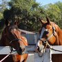 Photo of Altadena Stables