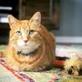 Photo of Safe Haven Advocate Pet Care & Photography