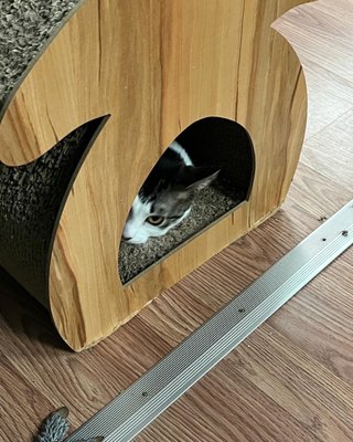 Catnip Cat Cafe by null