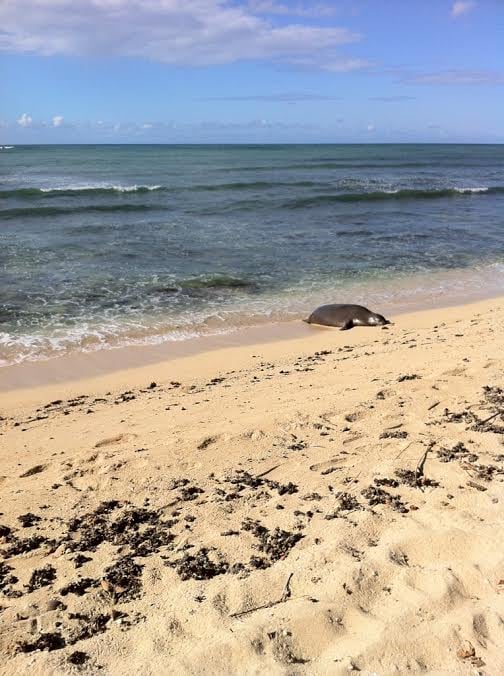 PAMELA CLEERE HAWAII INTERNATIONAL PROPERTIES 152745 Kahala St